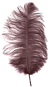 PLUME AUTRUCHE 30cm CHOCOLAT